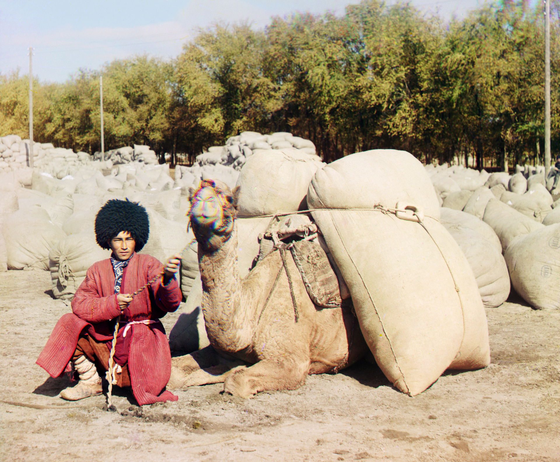 Turkmen man posing with camel loaded with sacks, probably of gr…