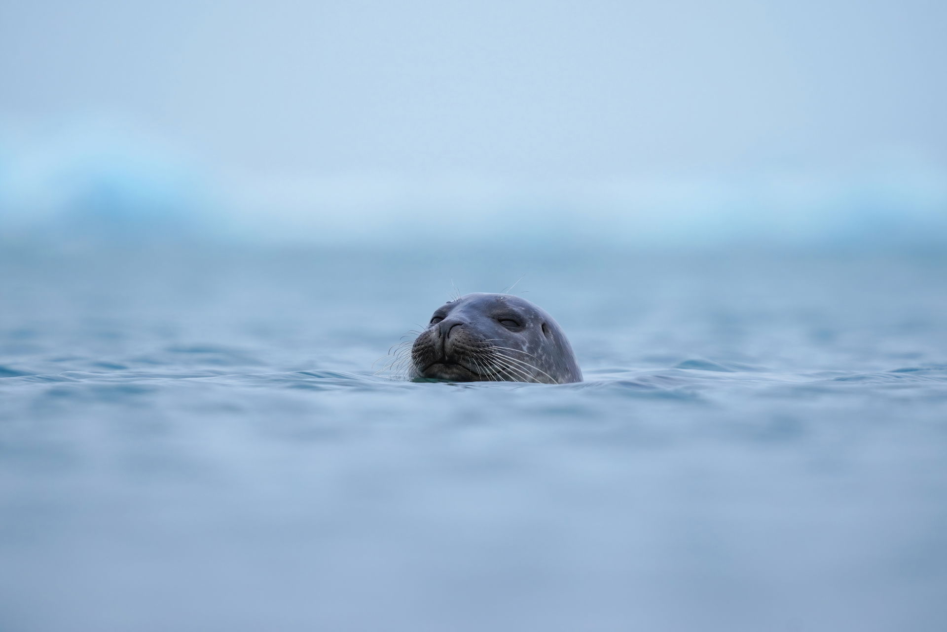 Smiling wild harbor seal (Phoca vitulina) at Jökulsárlón (Icela…