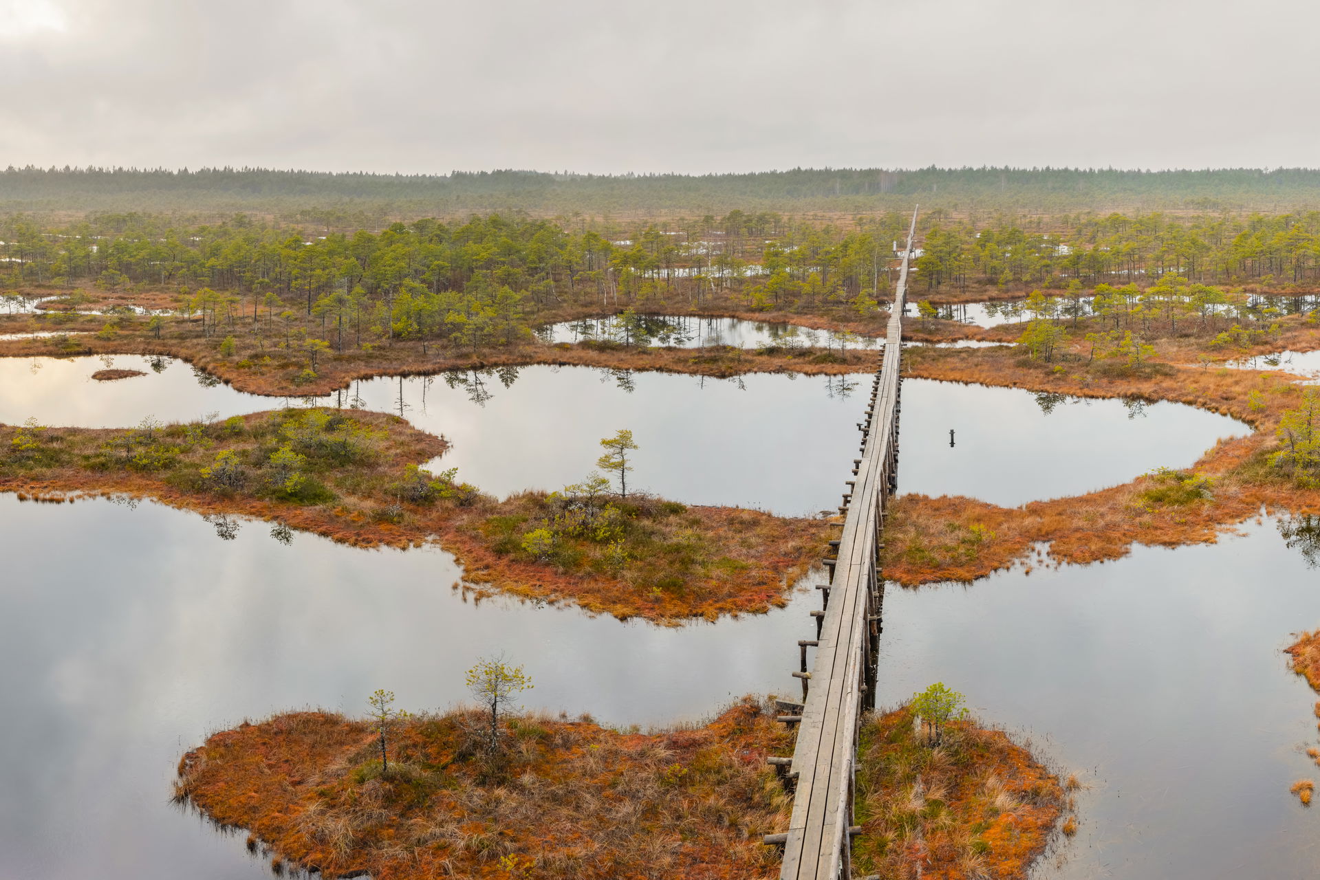 View from watchtower to Männikjärve Bog, Endla Nature Reserve, …