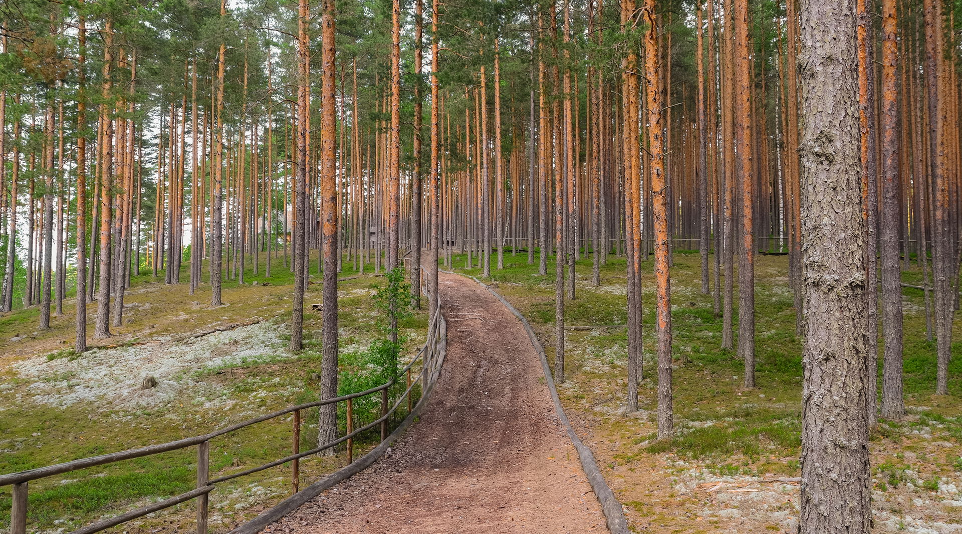 Meenikunno Landscape Reserve (the trees are Pinus sylvestris).