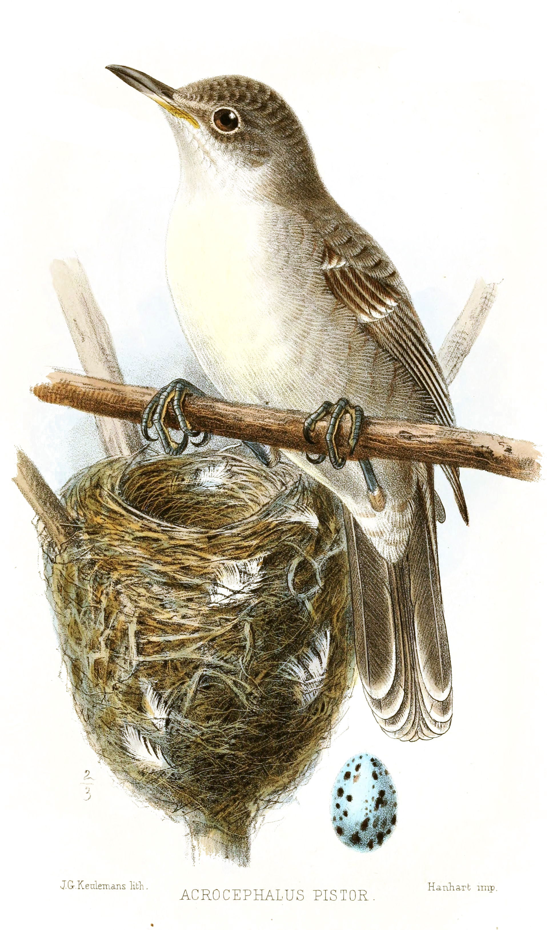 Christmas Island Warbler  (Acrocephalus aequinoctialis, cat. ),…