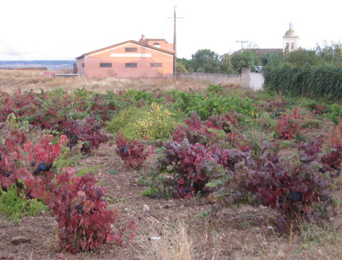 Campiña del Pisuerga view 3
