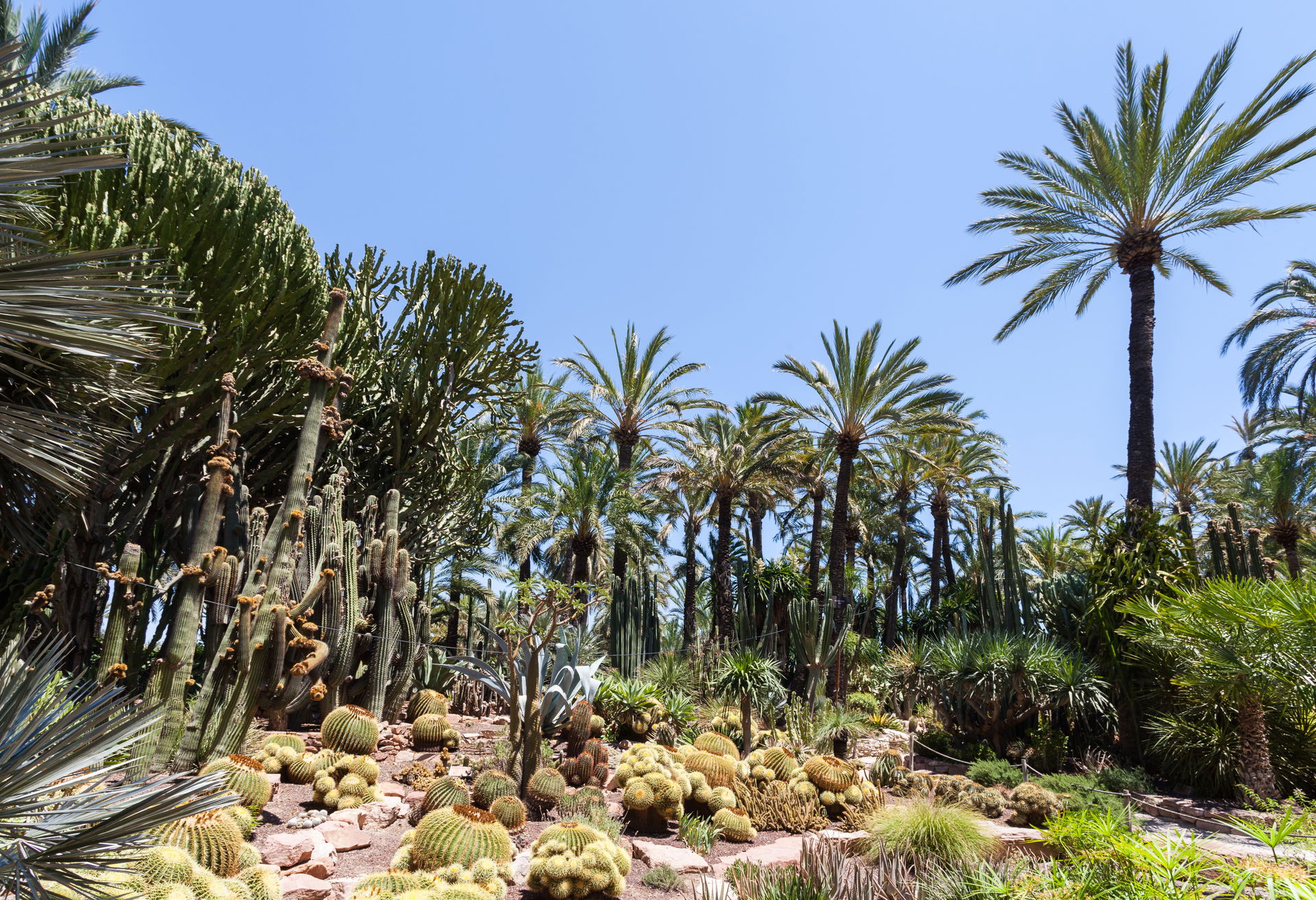 Elche view 2