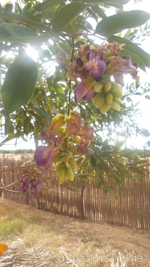 Glória view 2