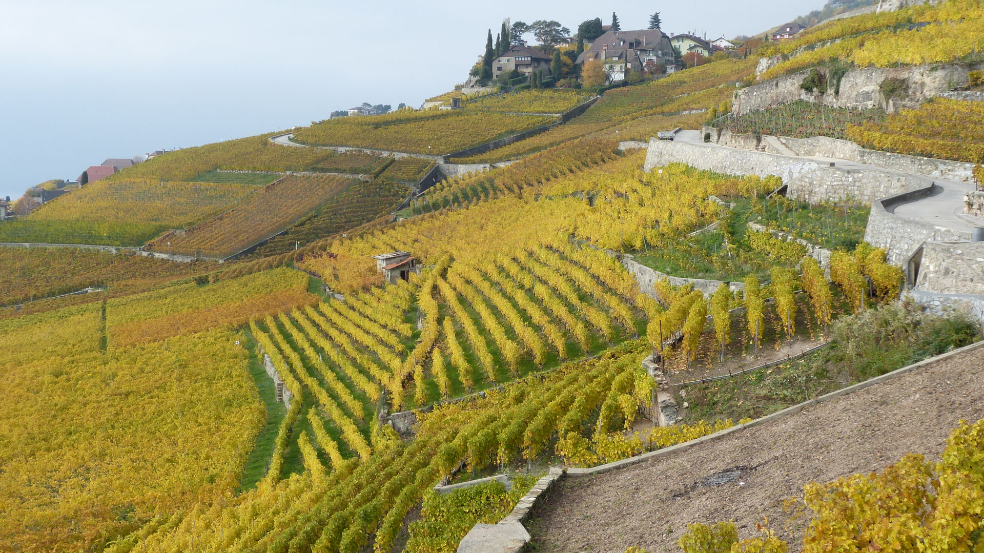 Vineyards Area view 3