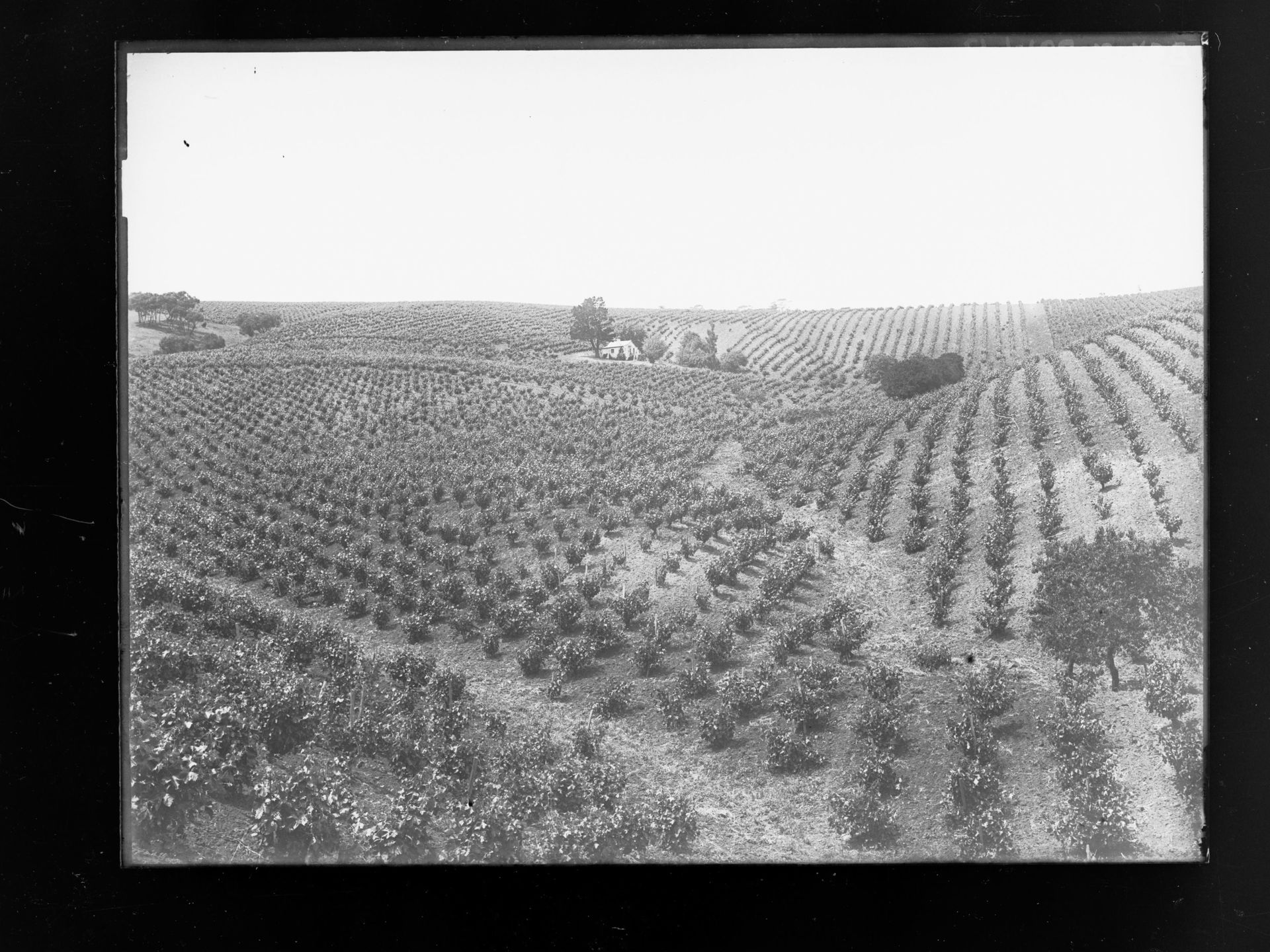 Vineyards Area view 4