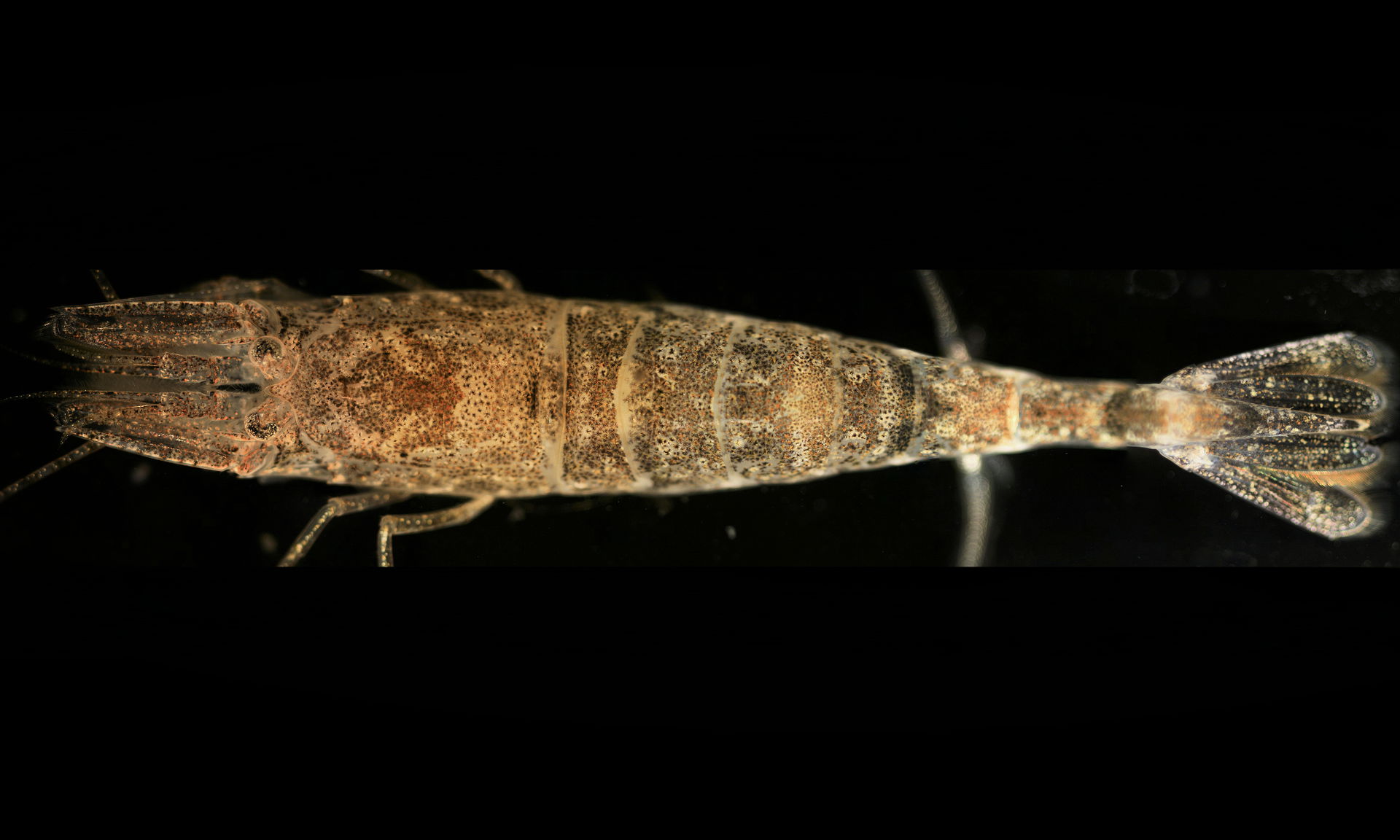 Areeiro view 1