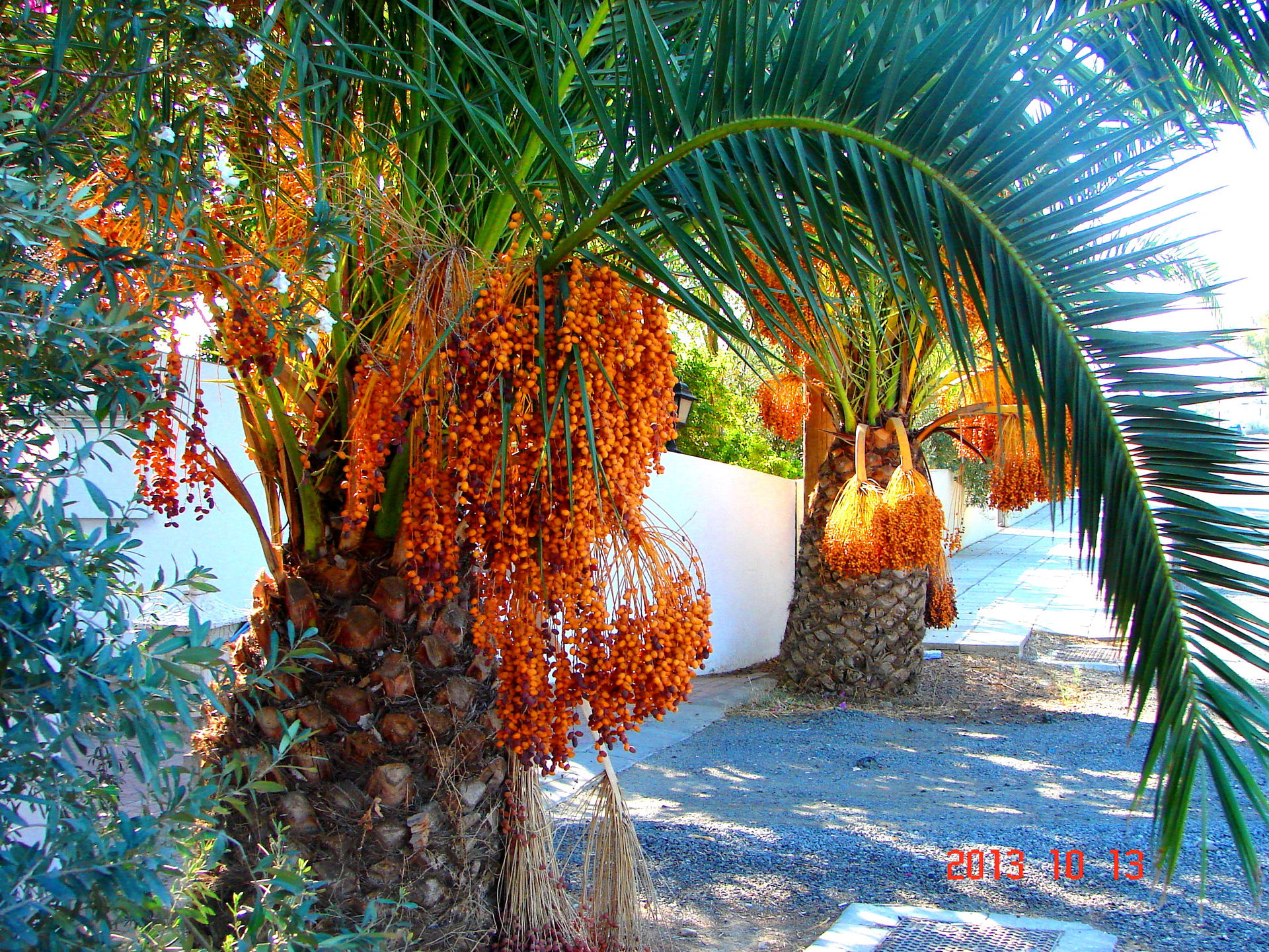 a@a palm Trees Deftera village nicosia cy.