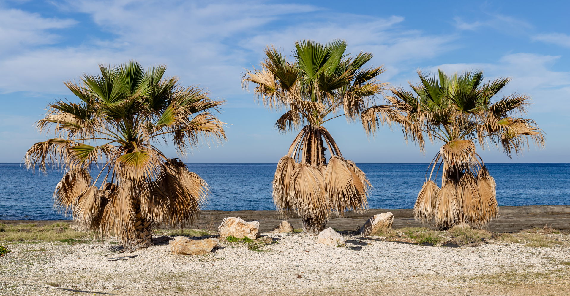 Palms view 1