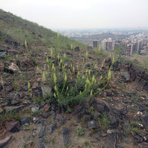 Reseda view 3