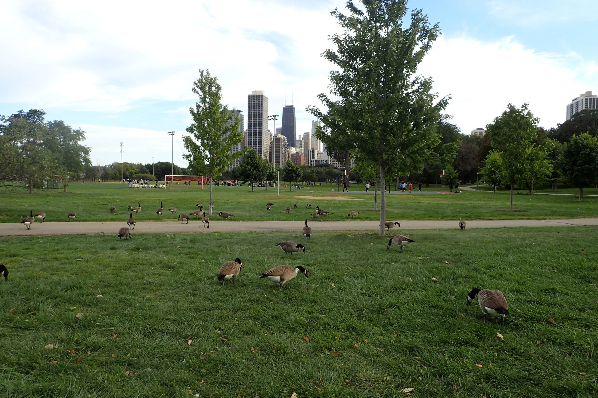 Lincoln Park view 5