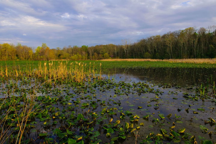 Chesapeake Bay Area district