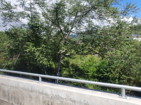 Kalihi view 1