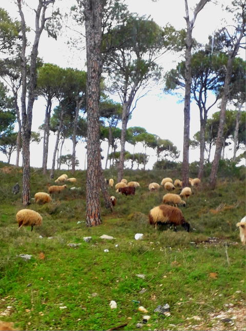 Mount Lebanon view 3
