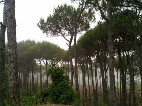 Mount Lebanon view 2