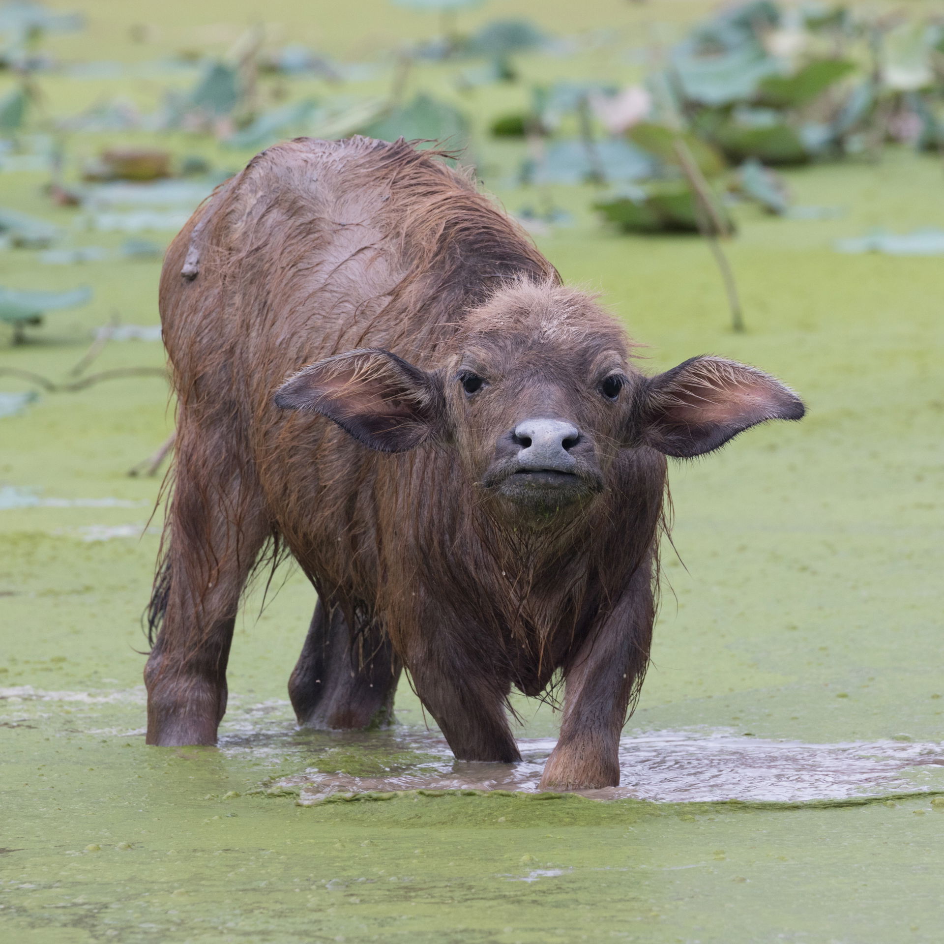 Buffalo view 1