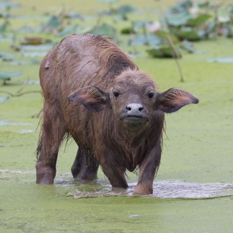 Buffalo view 1