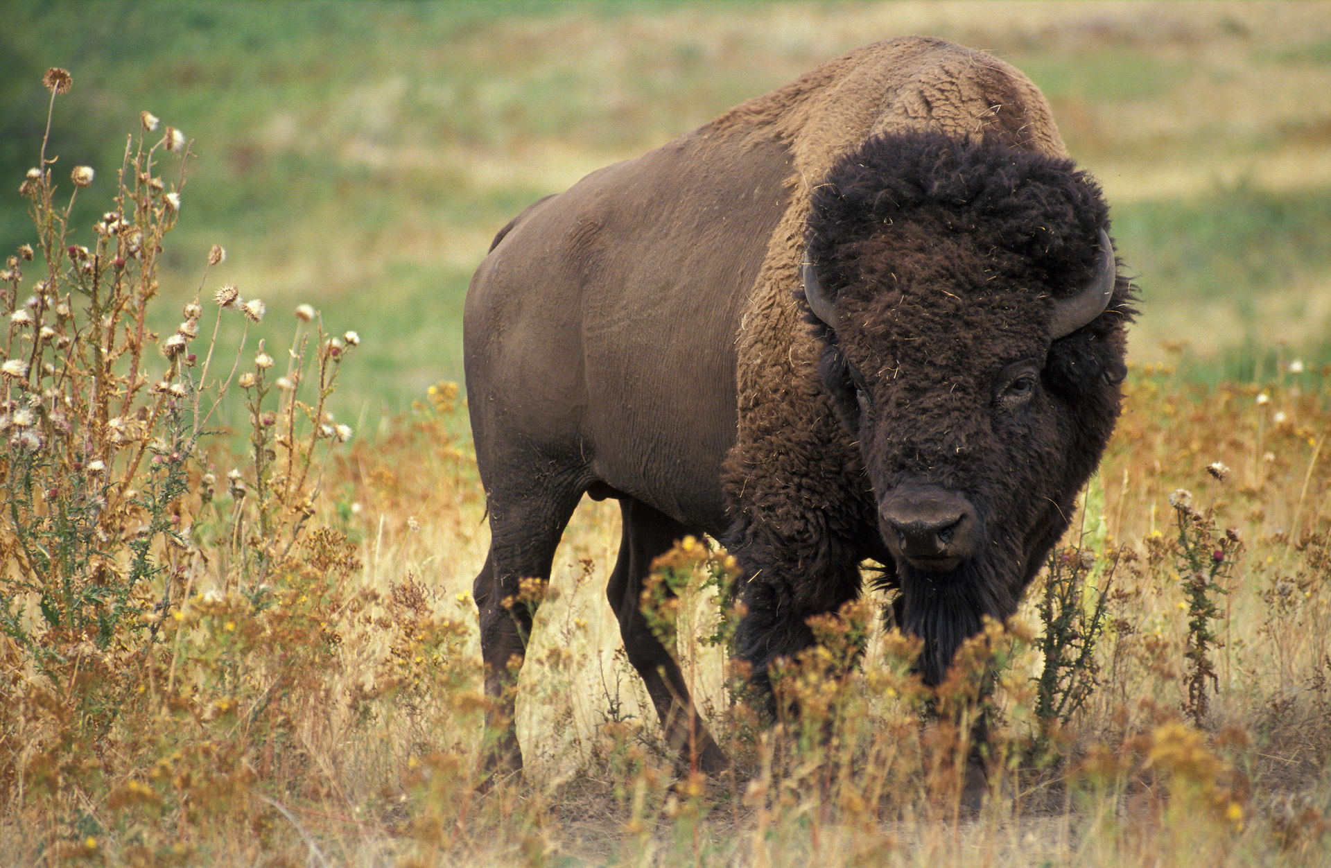 Buffalo view 5
