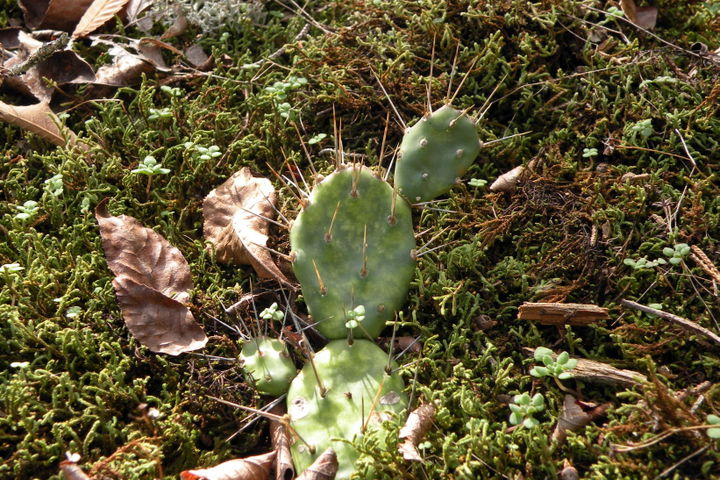 Cactus Acres district