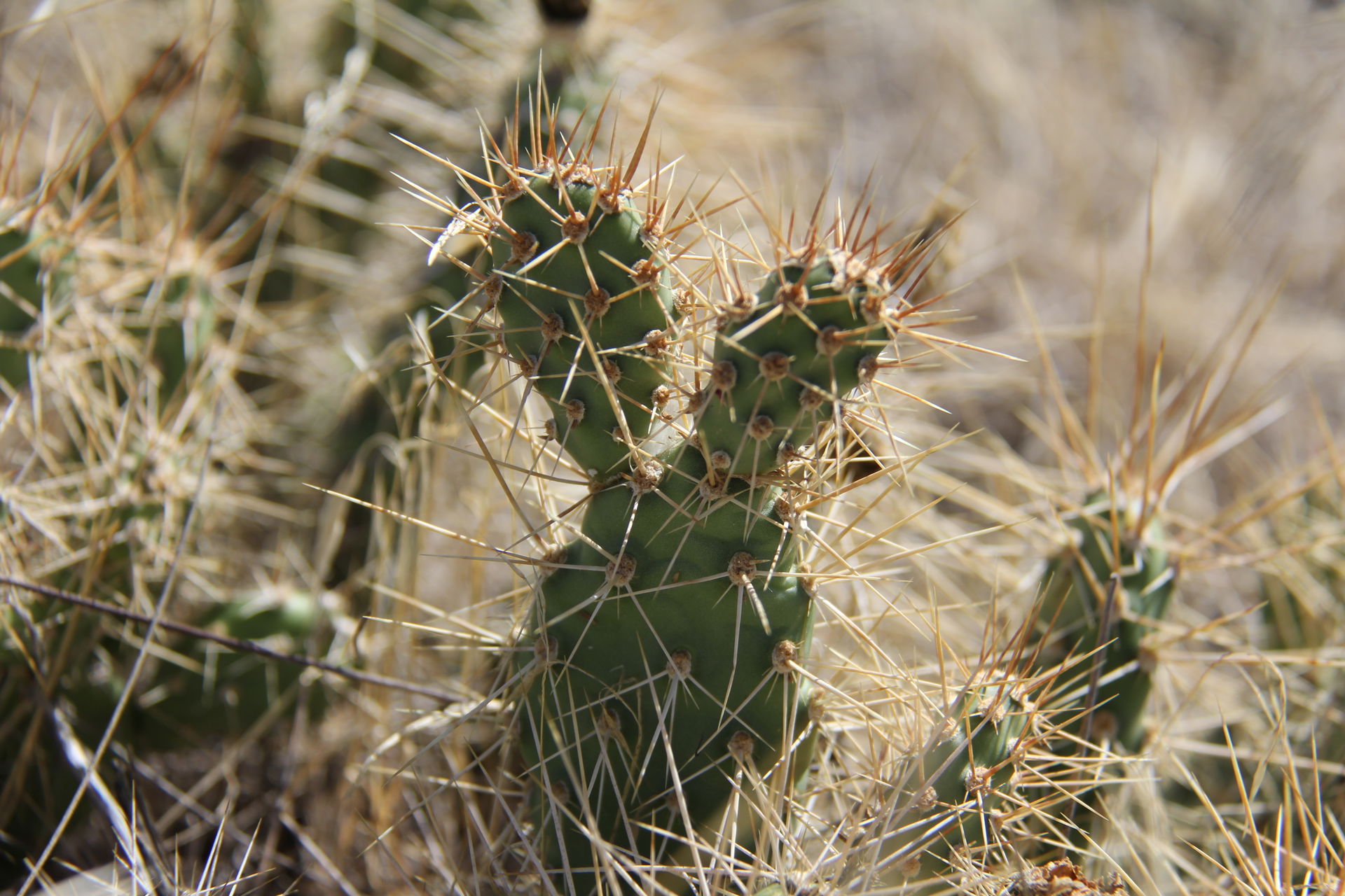 Cactus Acres view 3