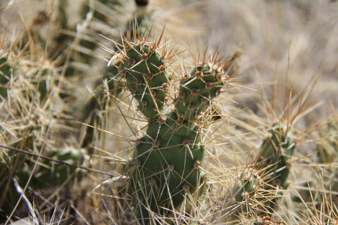 Cactus Acres view 3