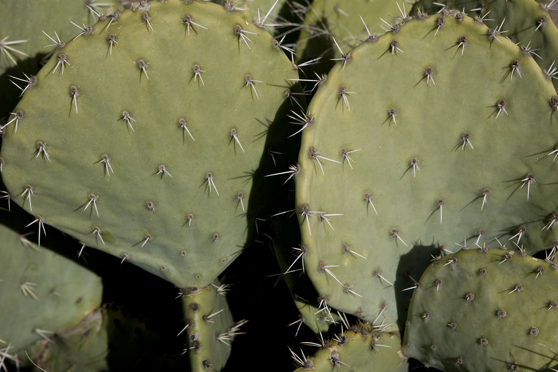 Cactus Acres view 2