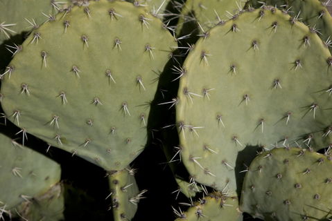 Cactus Acres view 2