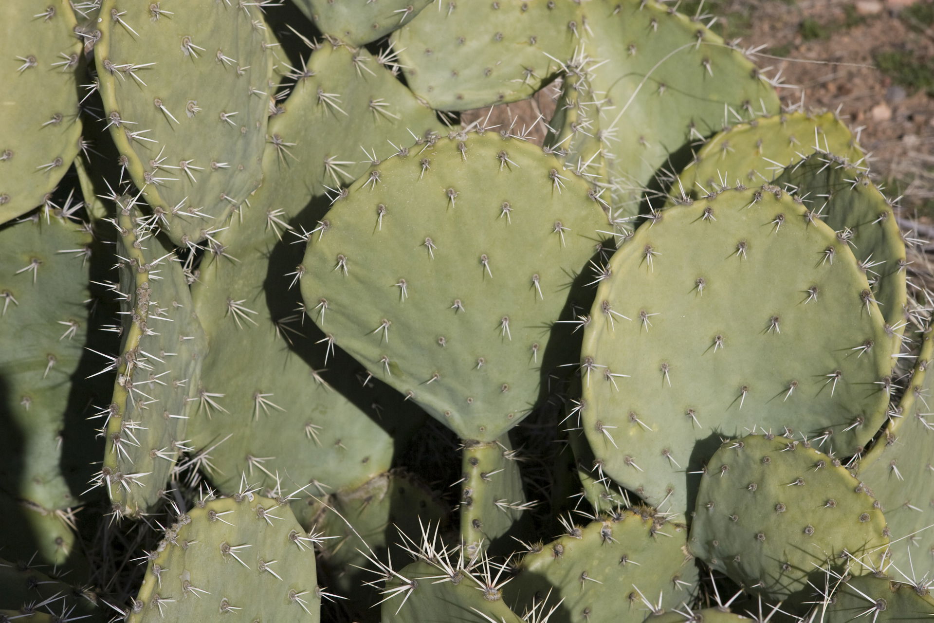 Cactus Acres view 5