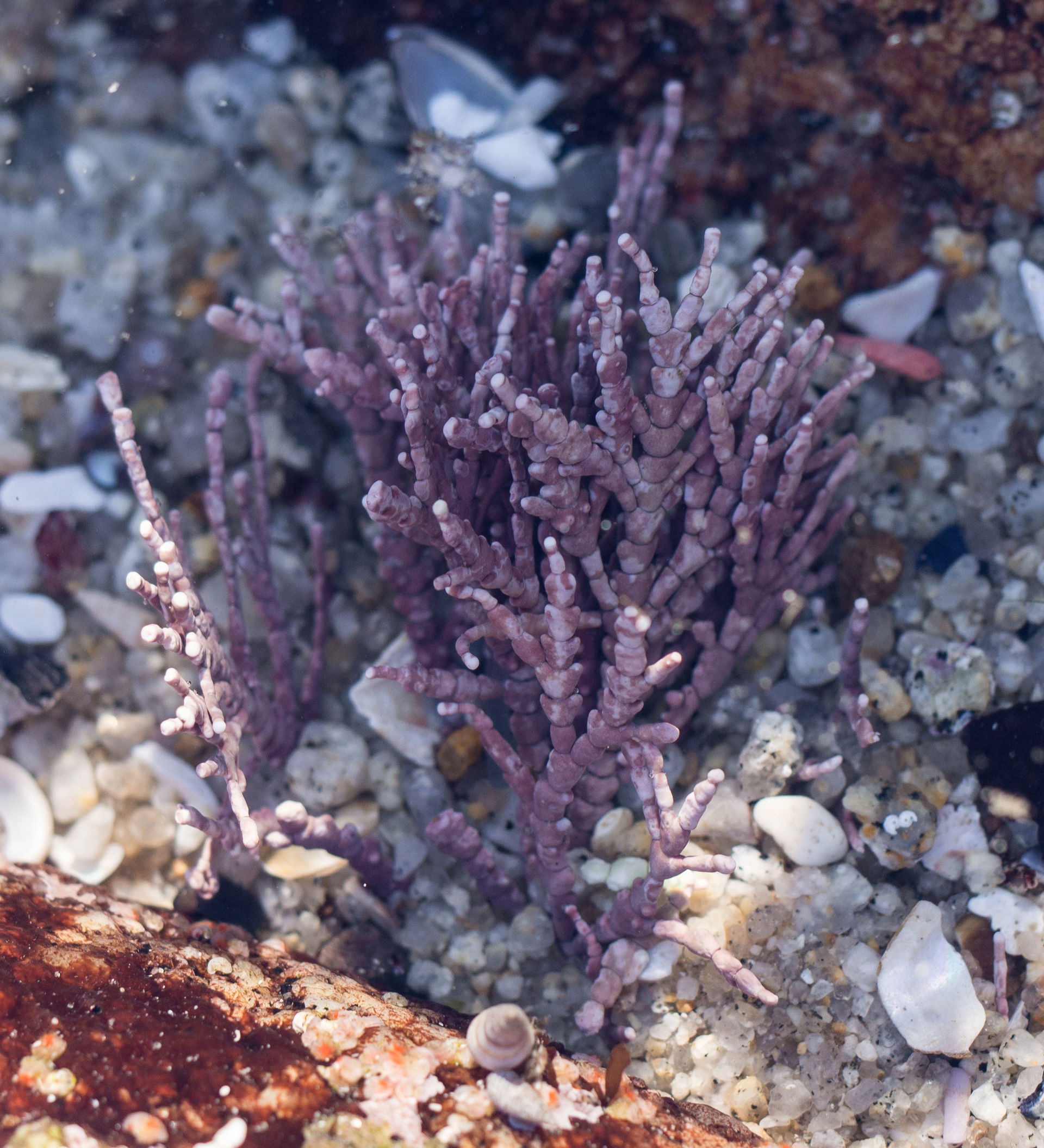 Monterey view 2