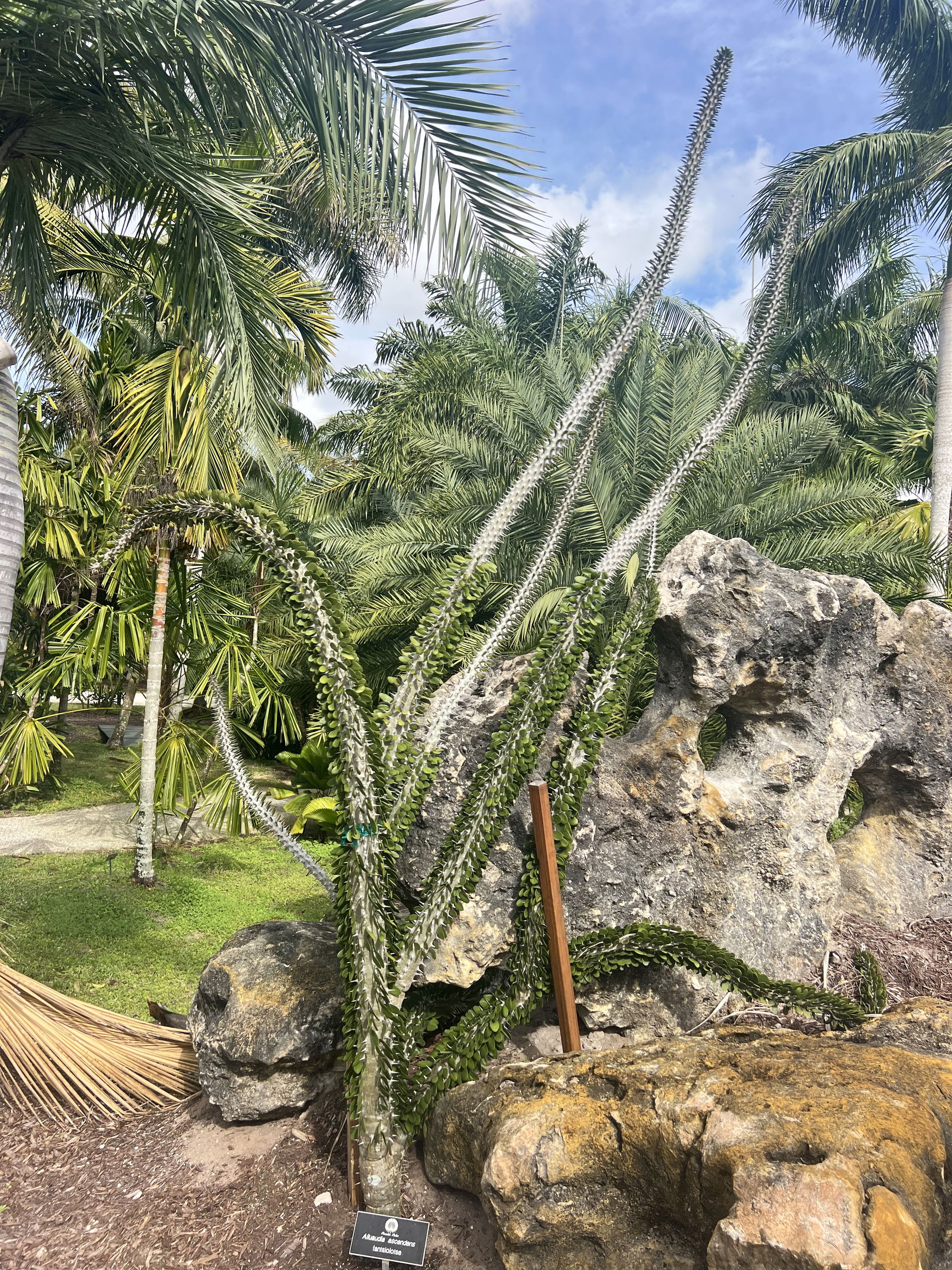 Paradise Palms view 2