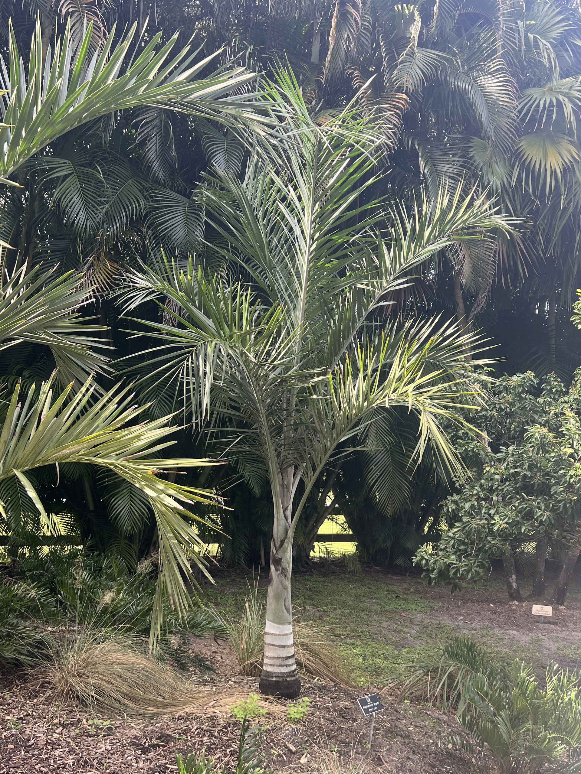 Paradise Palms view 5