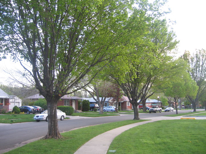 Rose Park district