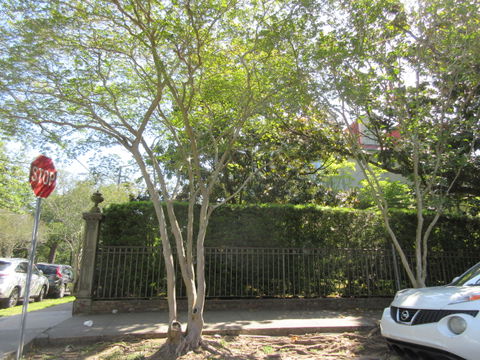 Garden District view 3
