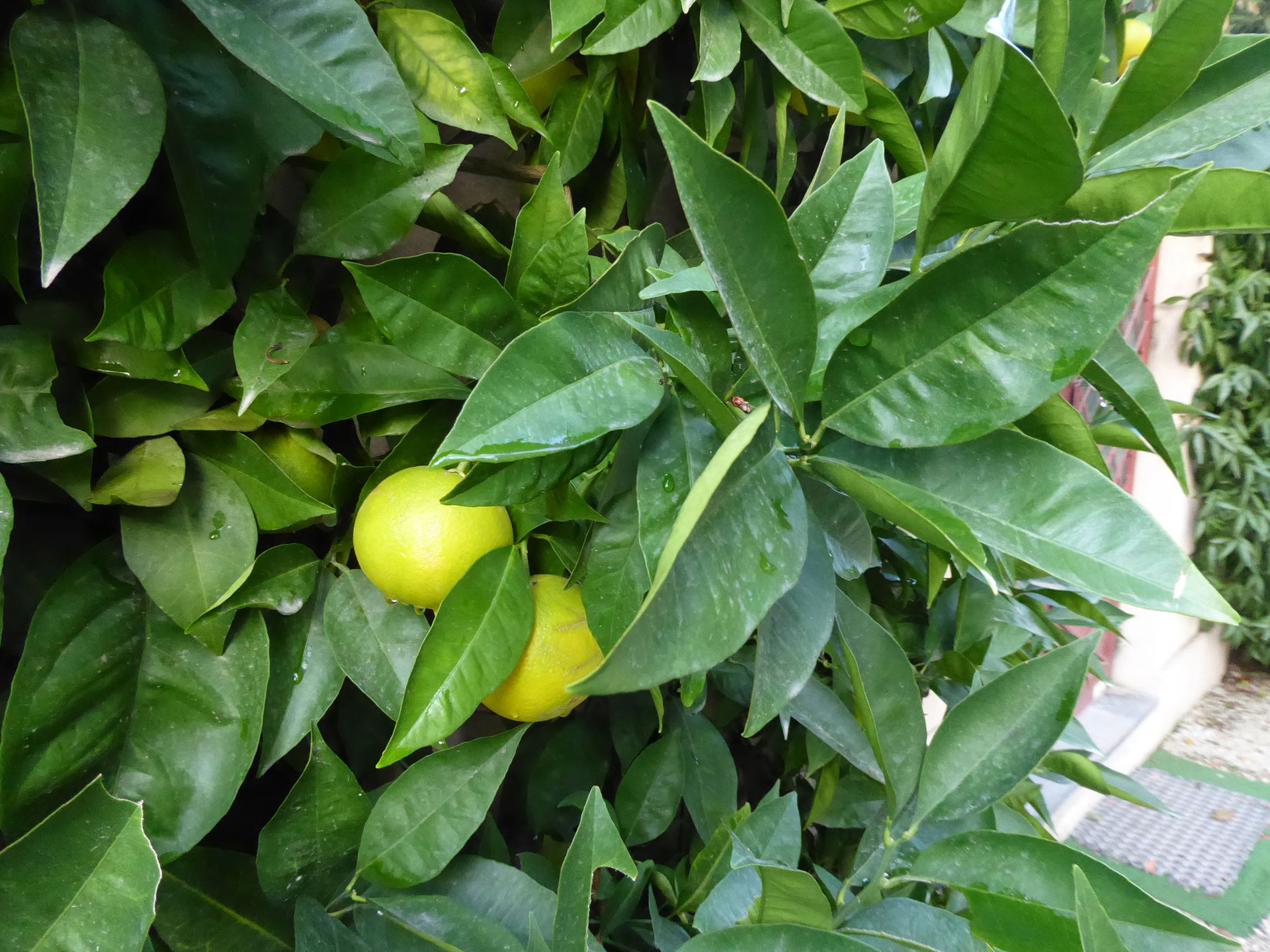 Citrus sinensis at the Orto botanico comunale in Lucca (Tuscany…