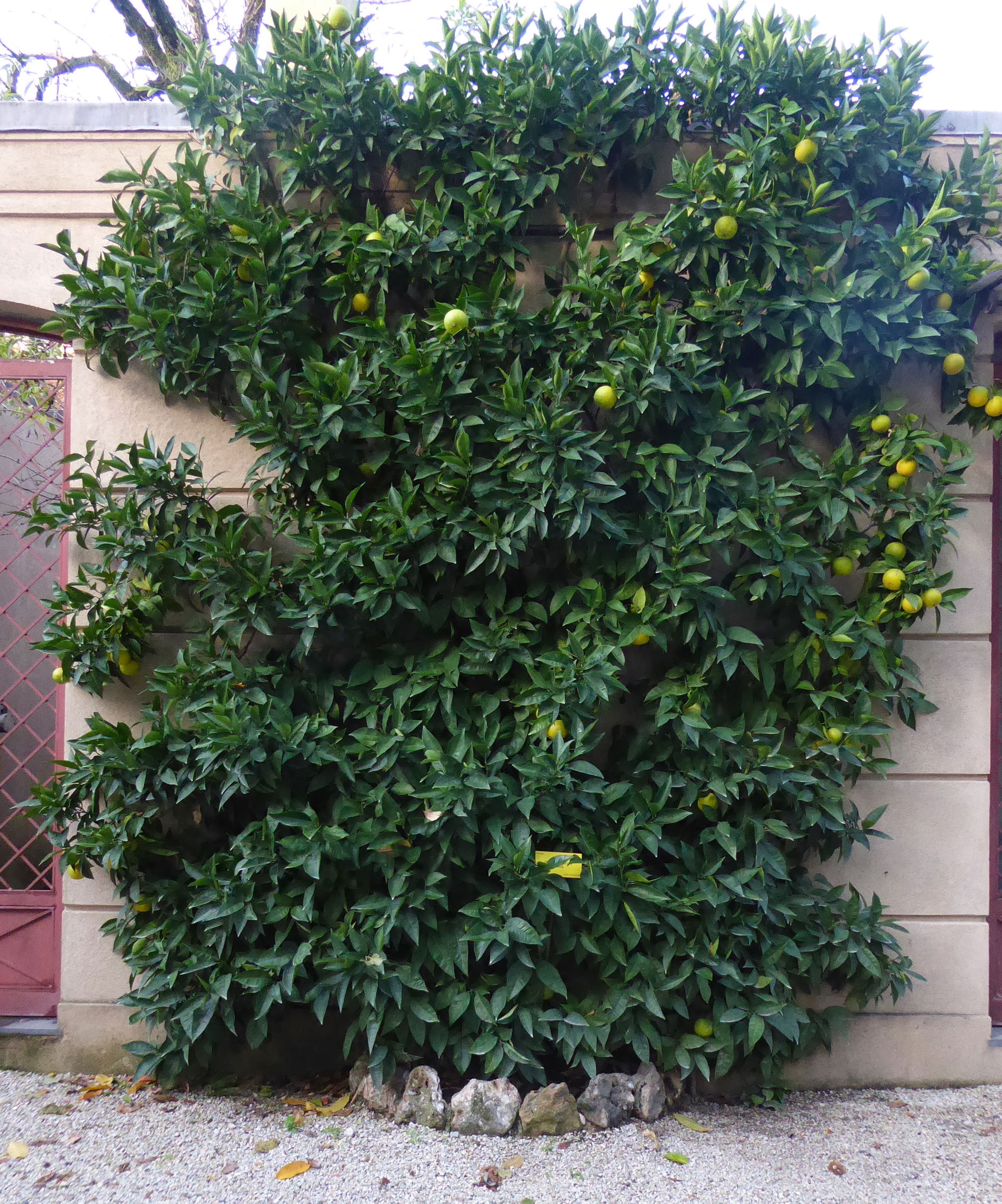 Citrus sinensis at the Orto botanico comunale in Lucca (Tuscany…