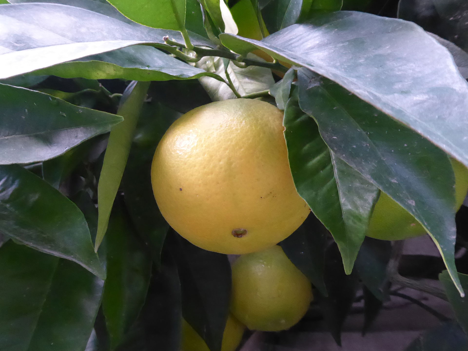 Citrus sinensis at the Orto botanico comunale in Lucca (Tuscany…