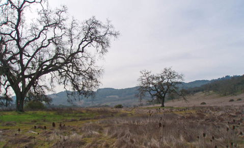 Bennett Valley view 1