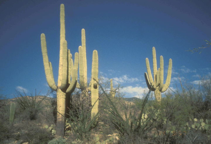 Rincon Valley district