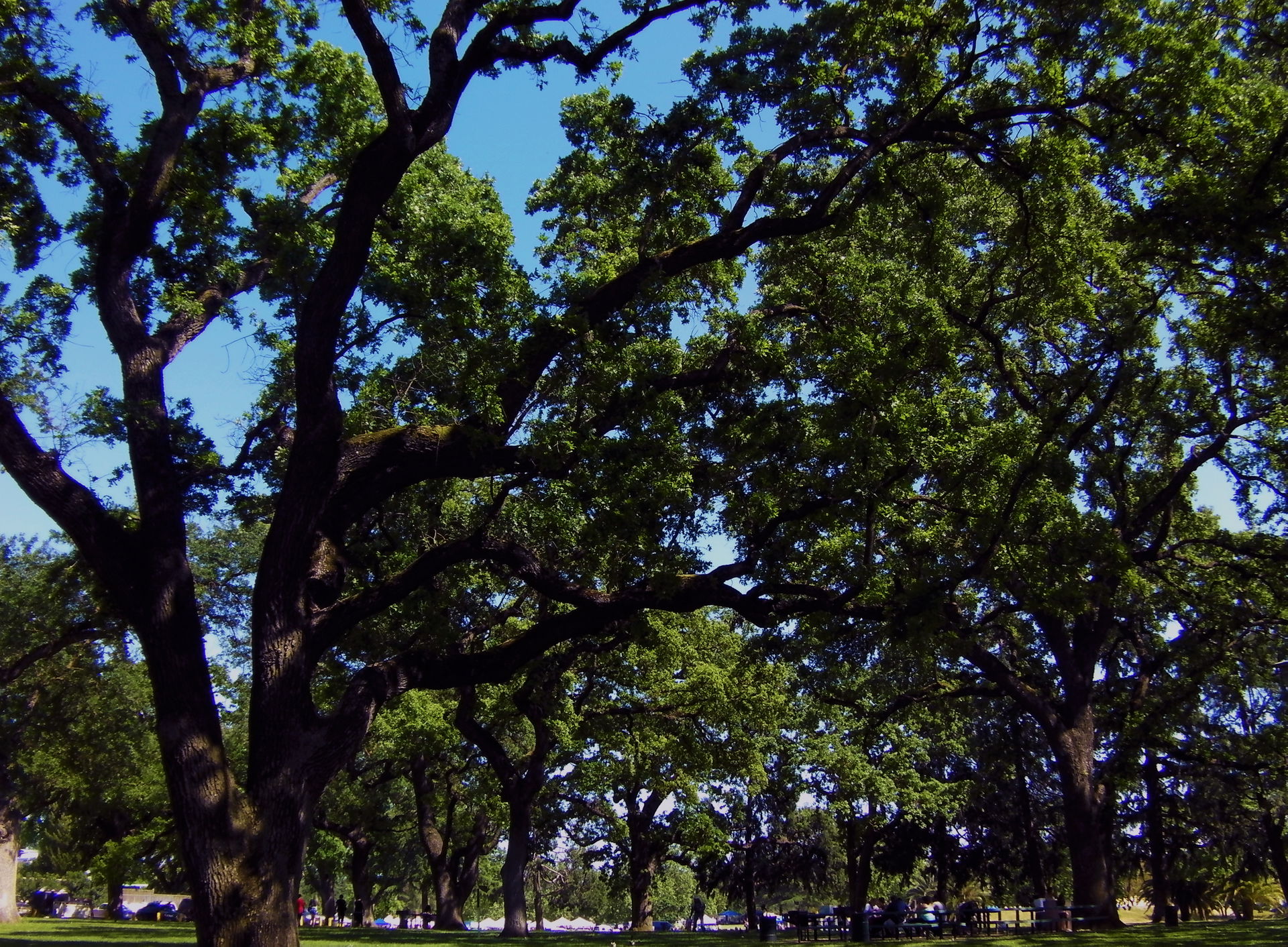 Elk Grove view 3