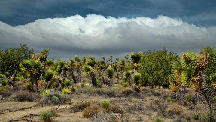 Antelope Valley district