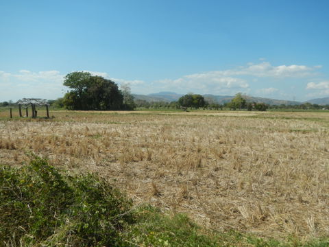 San Jose City view 1
