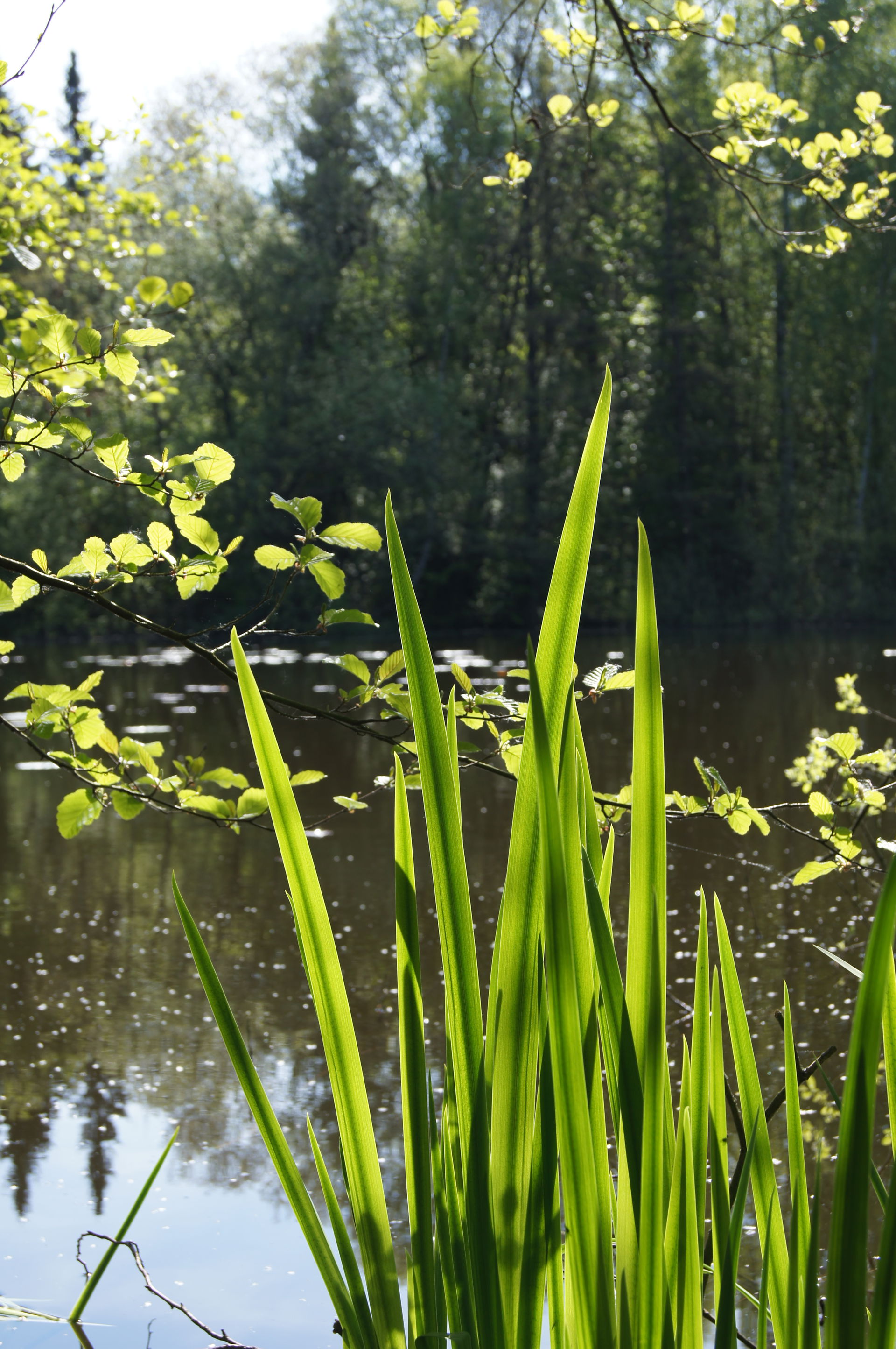 Naturschutzgebiet „Töpker Teich“ in Bielefeld, Altenhagen