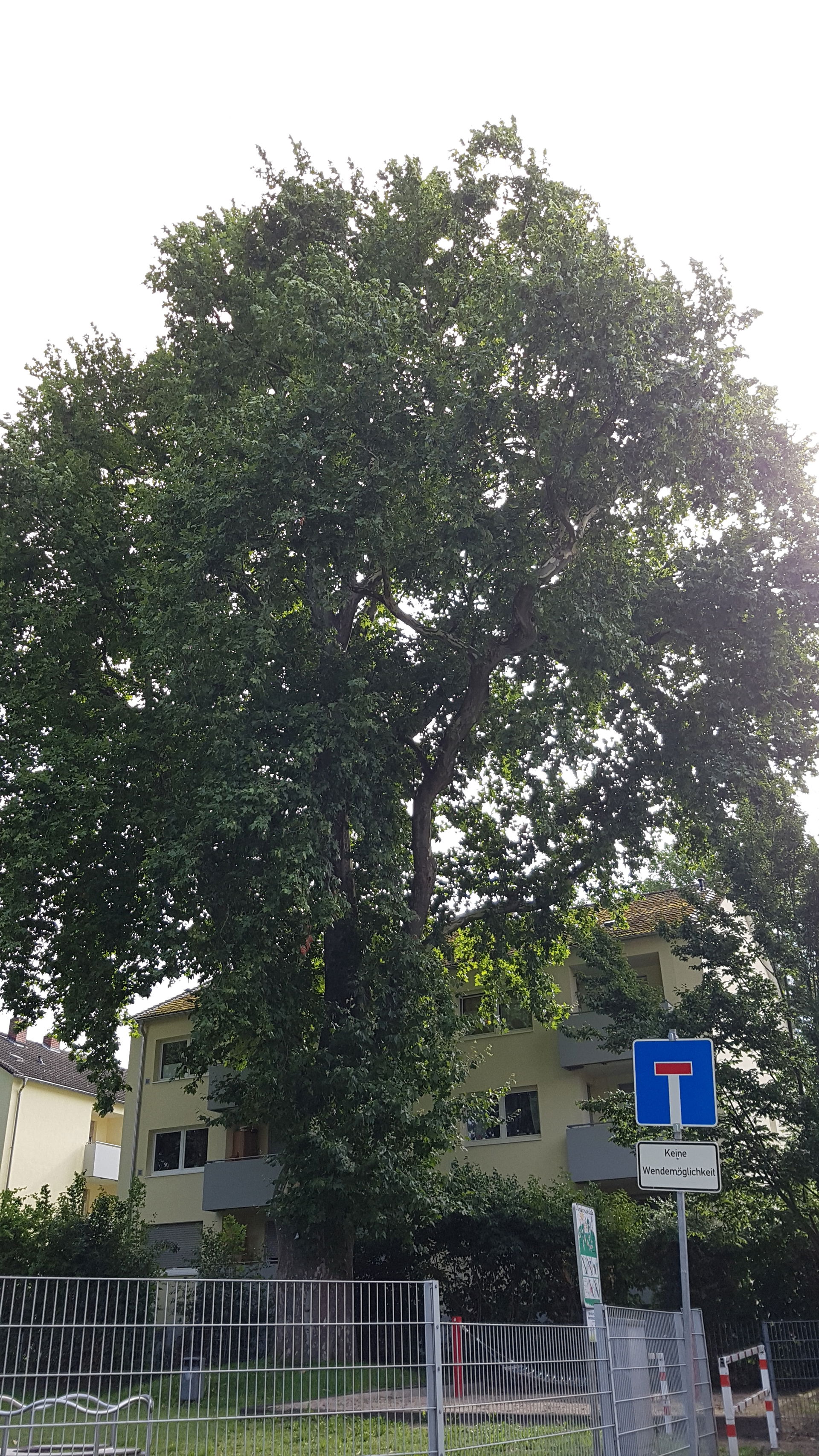 Horchheim view 3