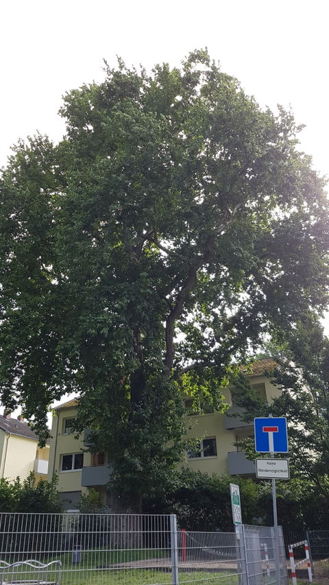 Horchheim view 3