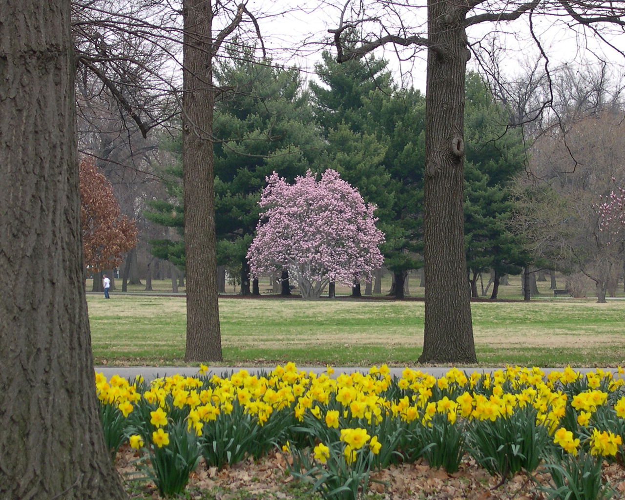 Tower Grove view 5