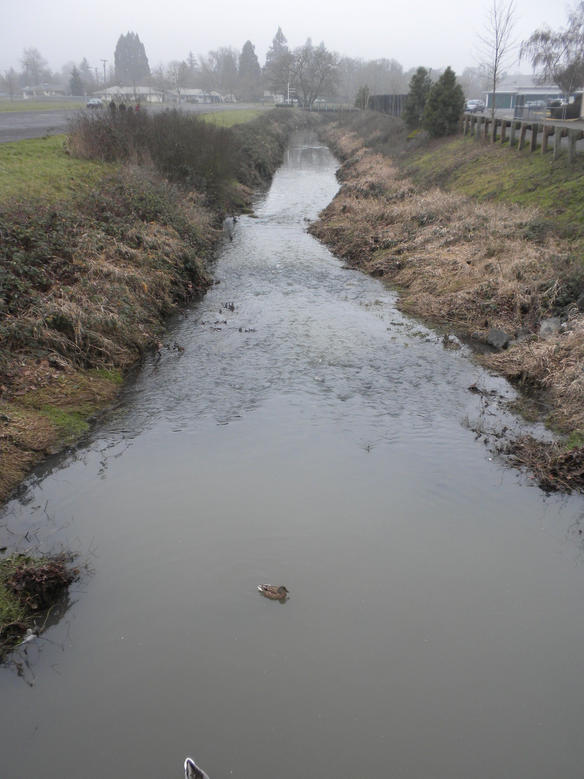 Amazon Creek near Lane Events Center