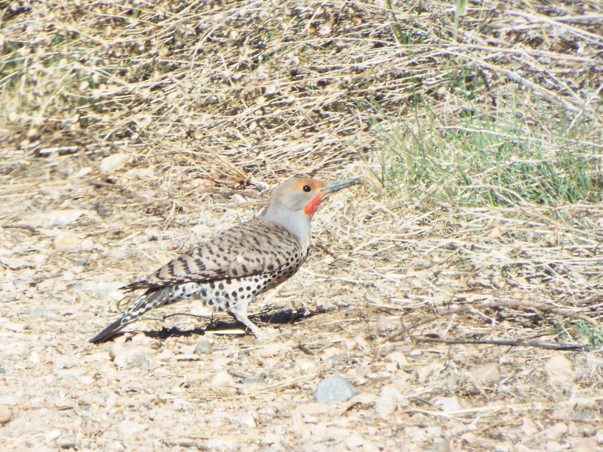 Photo of Southwestern Red-shafted Flicker uploaded from iNatura…