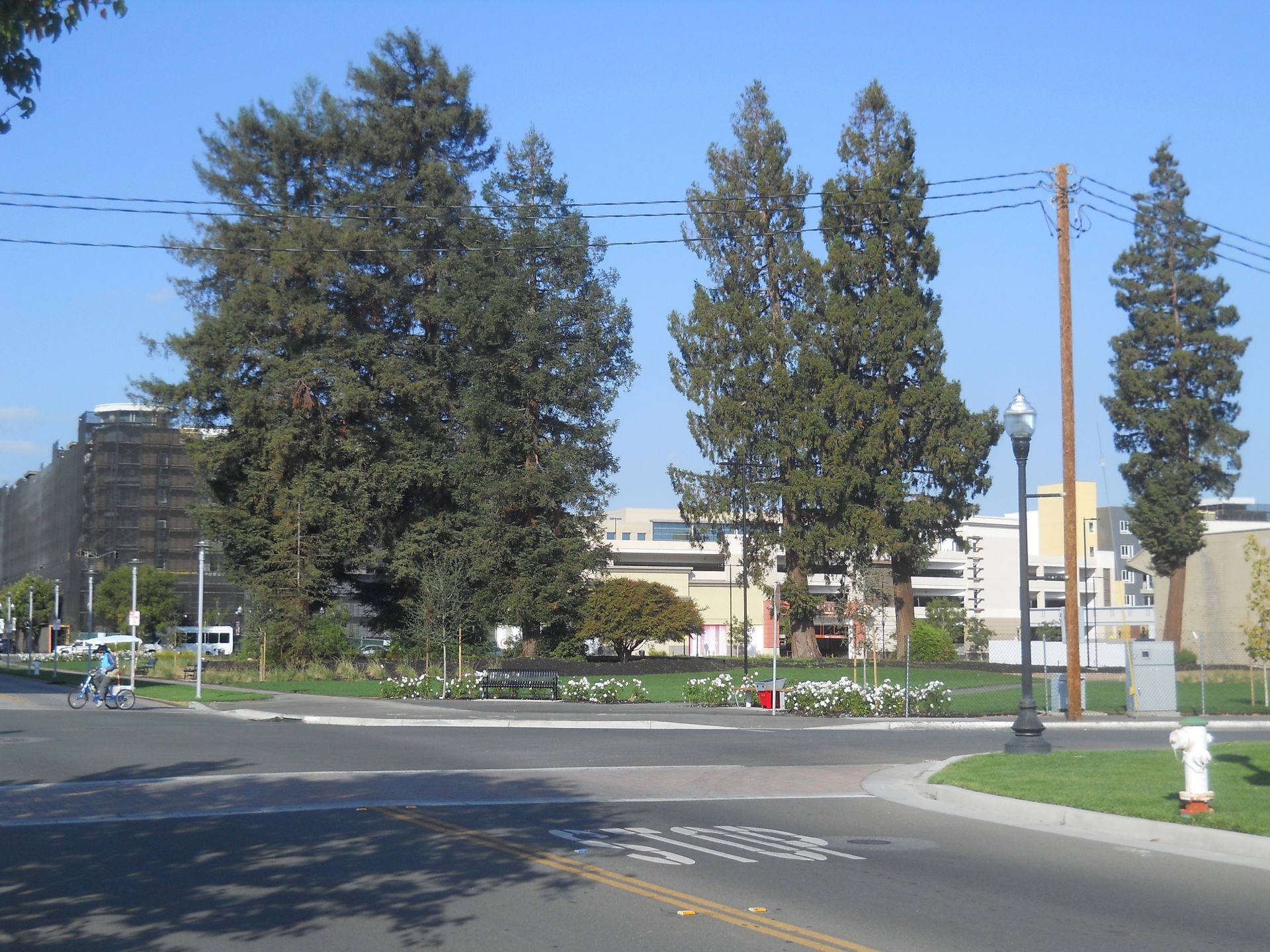 Redwood trees in downtown Sunnyvale, California, originally bes…
