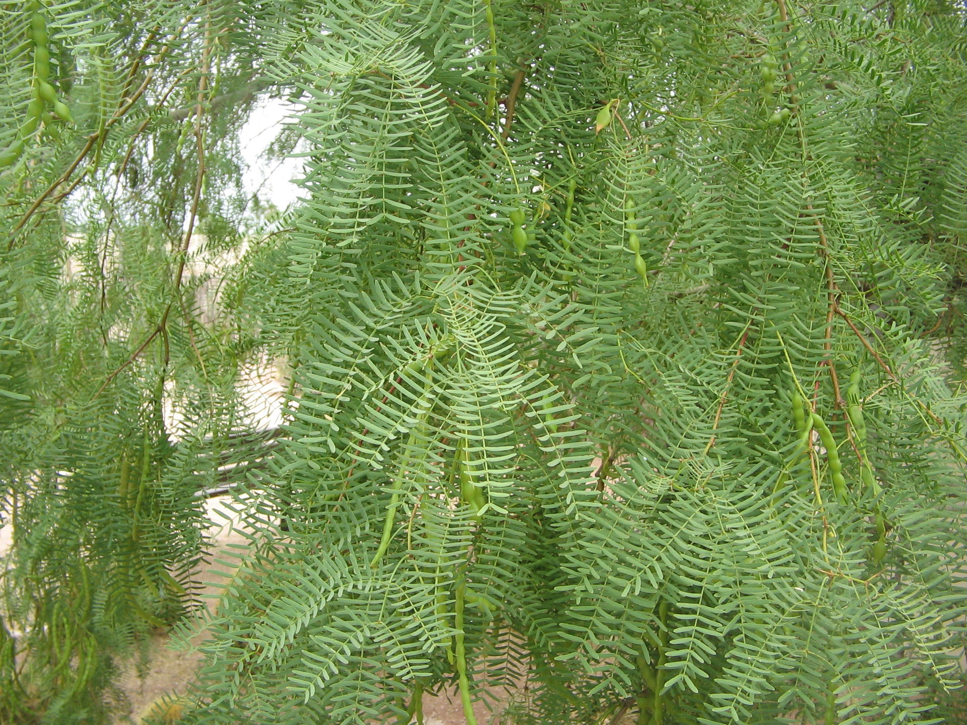 Mesquite view 3