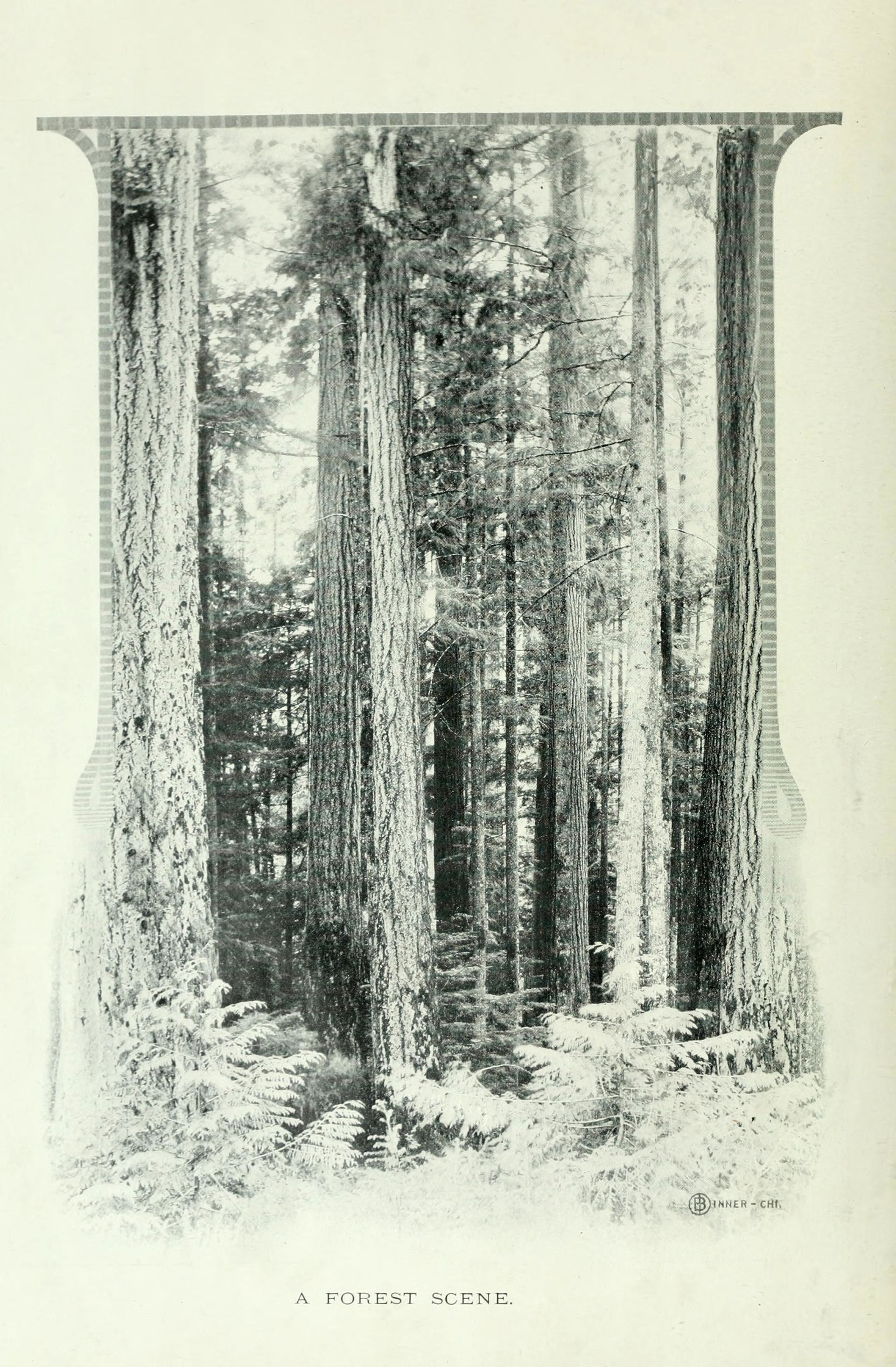 Forest Acres view 1